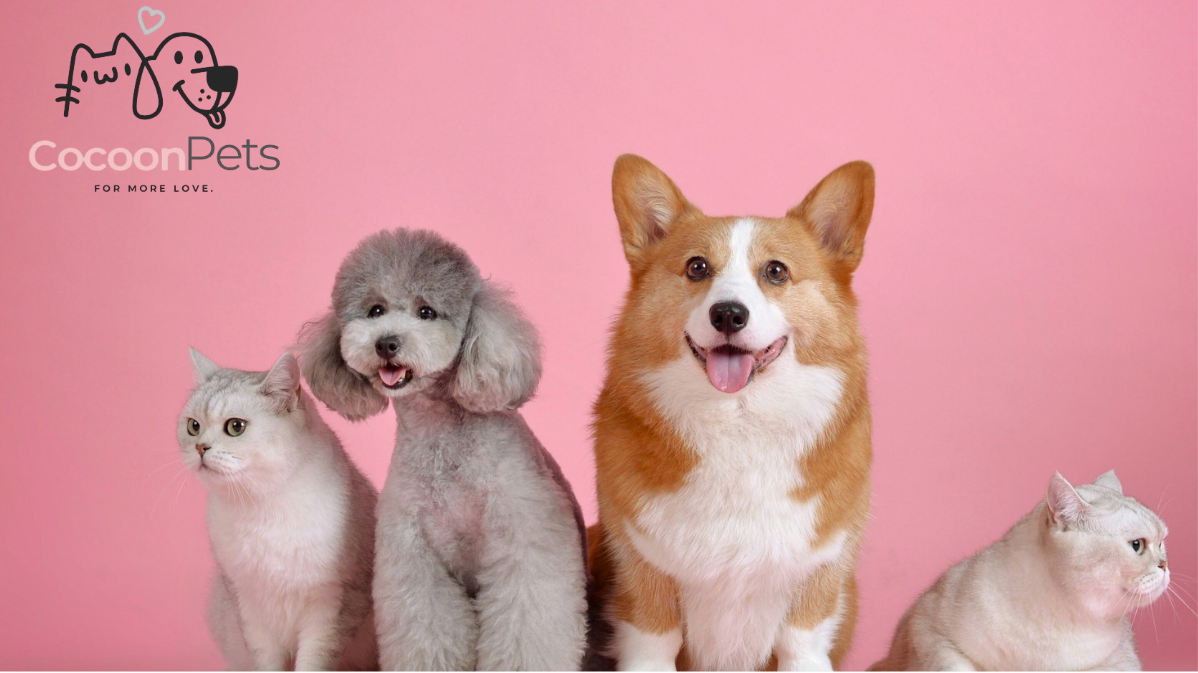 Chiens et chats posant ensemble sur fond rose, illustrant la marque CocoonPet™ dédiée au confort et au bien-être des animaux.