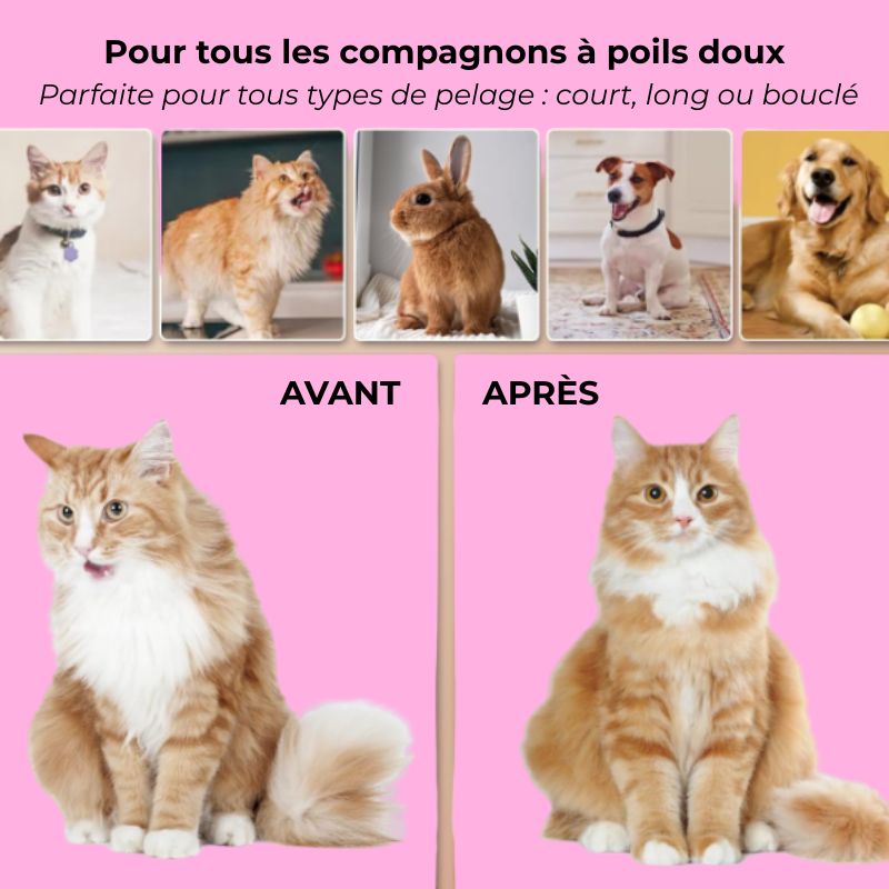 Avant après utilisation de la brosse à vapeur cocoonPet